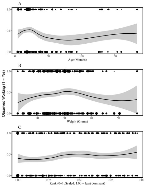 Presence of working behaviour by age (A), weight (B) and rank (C) of the individual being observed.