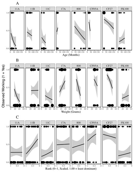 Presence of working behaviour by age (A), weight (B) and rank (C) of the individual being observed for each colony.