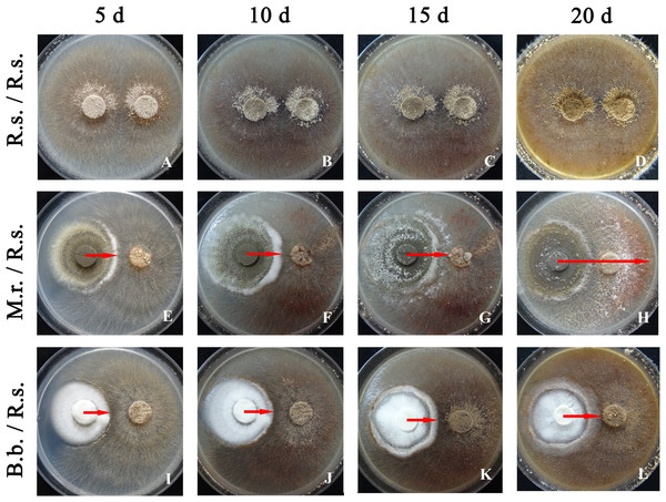 Antagonistic activity of M. robertsii (M.r.) and B. bassiana (B.b.) against R. solani (R.s.) at 5, 10, 15 and 20 d when grown in dual plate cultures on PDA.