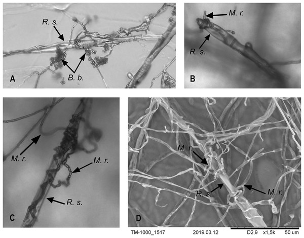 Interaction of M. robertsii (M.r.) and B. bassiana (B.b.) hyphae with R. solani (R.s.).