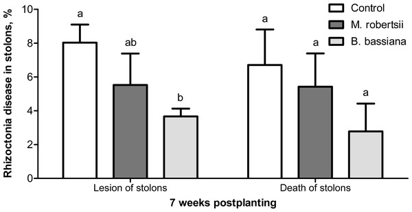 Effect of the treatment of seed tubers with entomopathogenic fungi on damage to potato stolons caused by Rhizoctonia disease (7 weeks postplanting).