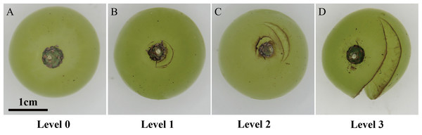 Fruit-cracking levels of grape berries based on severity.