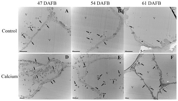 Cellular distribution of calcium in vacuole of epidermal and hypodermal cells.