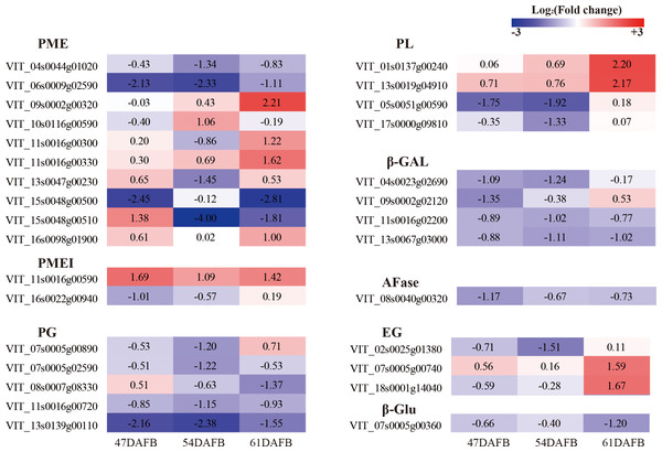 Heat map of log2 (Fold change) of the DEGs involved in cell wall metabolism.