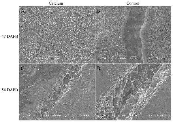 Micrographs of fruit surface observed by scanning electron microscopy.