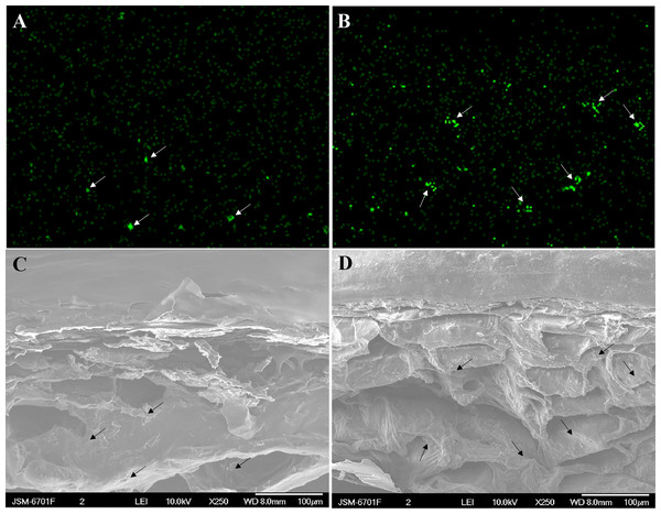 Cross-sectional element mapping and corresponding scanning electron micrograph of the skin of grape ‘Xiangfei’ berries at 47 days after full bloom.