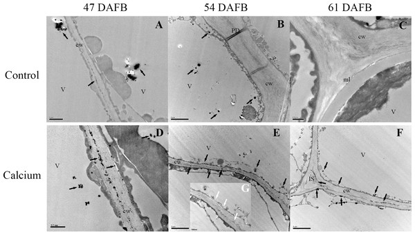 Cellular distribution of calcium in cell wall of epidermal and hypodermal cells.