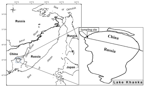 Location of Lake Khanka (China/Russia) and the sampling site.