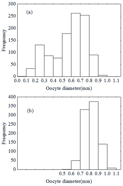 Oocytes development in December (A) and January (B).