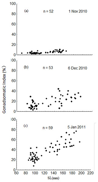 Intra-population variation in gonadosomatic index (GSI) in November 2010 (A), December 2010 (B) and January 2011 (C).