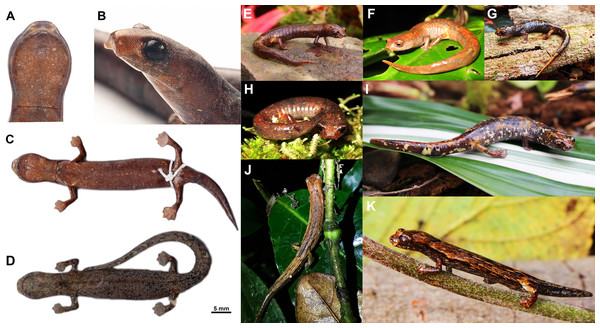 Color variability observed in living and preserved specimen of Bolitoglossa pandi.