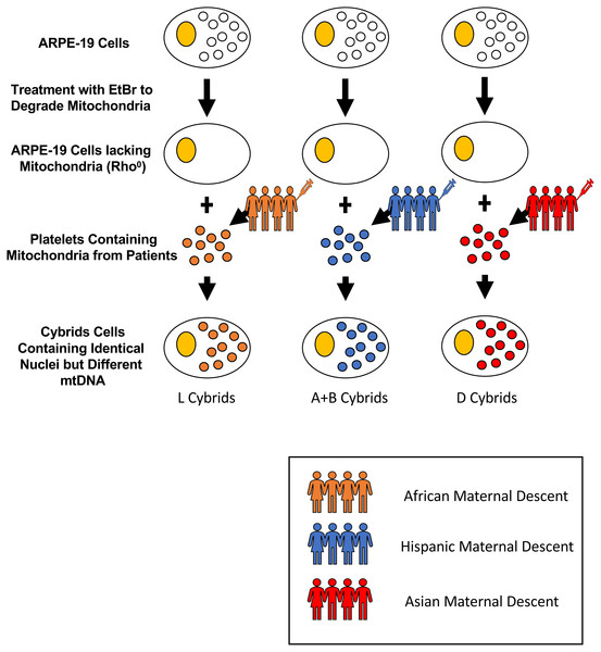 Creation of cybrid cells with identical nuclei but varying mtDNA.
