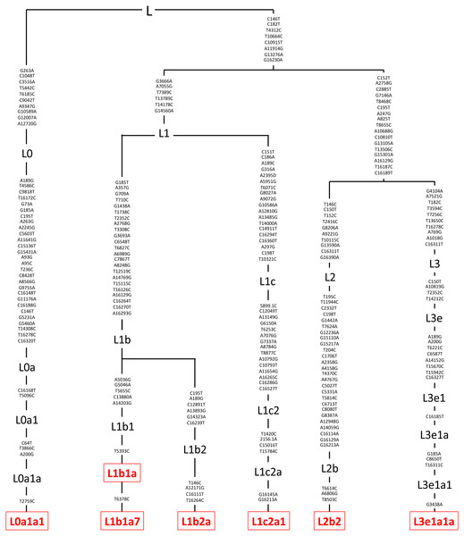 Mitochondrial SNP variants associated with the various L mtDNA haplogroup subtypes used in this study.