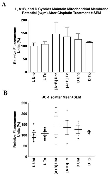 L, [A+B], and D cybrids maintained mitochondrial membrane potential (ΔΨ m) after cisplatin treatment.