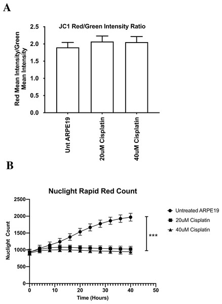 ARPE-19 Cells maintained mitochondrial membrane potential (ΔΨ m) after cisplatin treatment (Incucyte® Live Cell Analyzer).