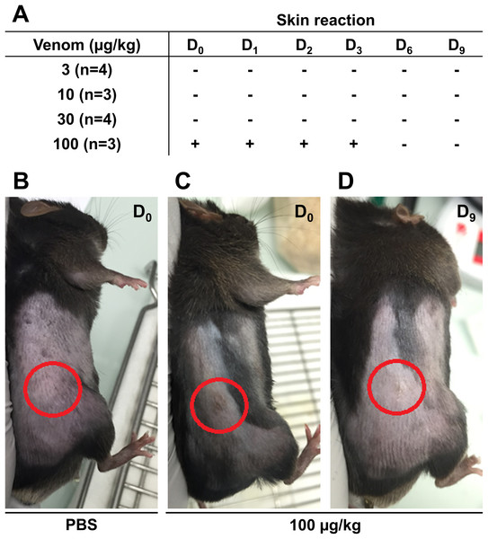 Skin condition after subcutaneous injection of C57Bl6/J mice with different venom concentrations.