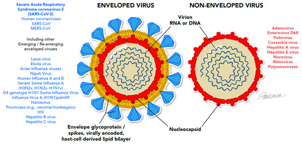 Ultrastructural differences between enveloped and non-enveloped viruses.