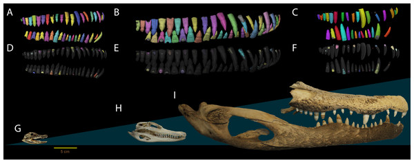 Dental anatomy of Alligator used in this study.