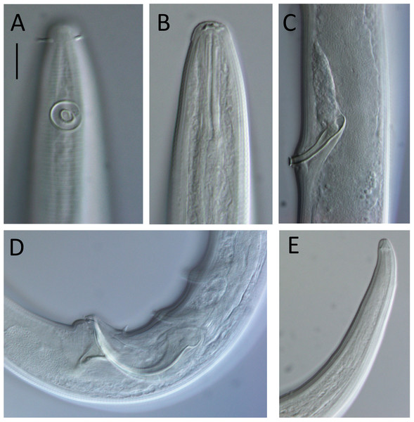Lavareda iramscotti sp. nov. light micrographs of male.