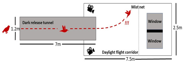 Schematic of the flight tunnel.