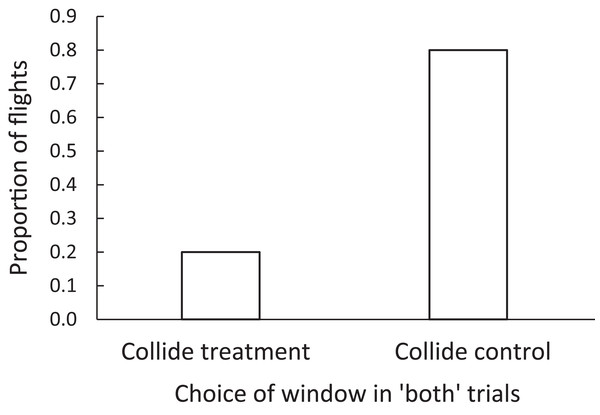 The proportion of flights in which brown-headed cowbirds were adjudged to collide with a control or a treatment window, in forced-choice “both” trials.