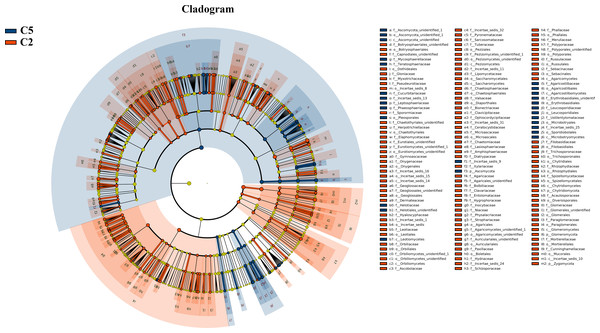 LEfSe comparison of fungi community between C2 and C5.