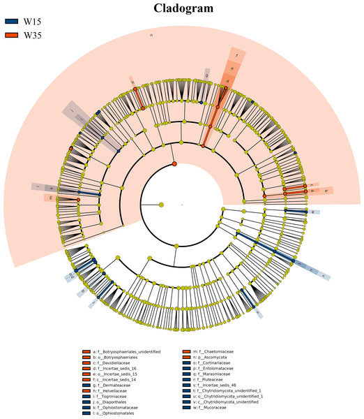LEfSe comparison of fungi community between W15 and W35.