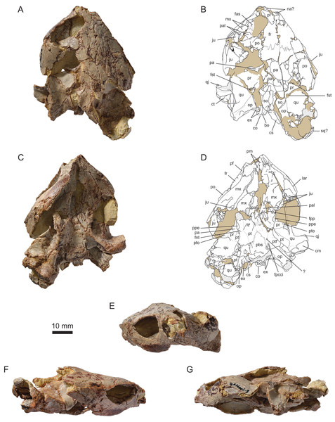 MJSN BAN001-2.1, holotype of Solnhofia brachyrhyncha (Kimmeridgian, Porrentruy, Switzerland).