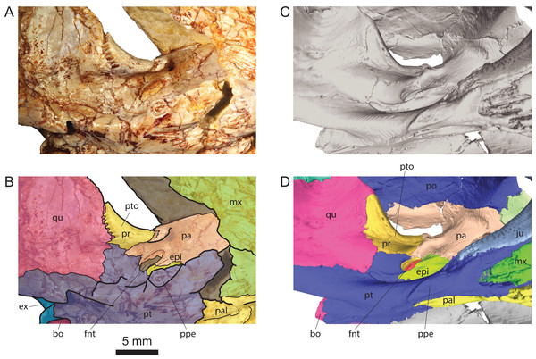 Comparison of the region of the processus trochlearis oticum and foramen nervi trigemini in Solnhofia brachyrhyncha and Solnhofia parsonsi.