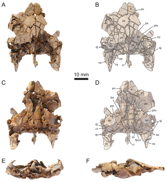 MJSN SCR010-1214, cranium of Solnhofia brachyrhyncha (Kimmeridgian, Porrentruy, Switzerland).