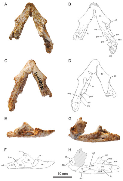 MJSN BEB011-13, mandible of Solnhofia brachyrhyncha (Kimmeridgian, Porrentruy, Switzerland).