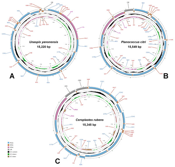Mitochondrial maps of Unaspis yanonensis, Planococcus citri and Ceroplastes rubens.