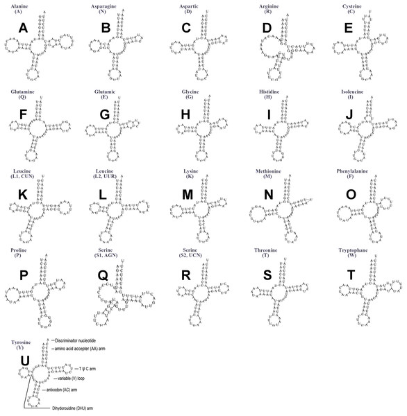 Secondary structures of tRNA genes in the mitogenome of Planococcus citri.