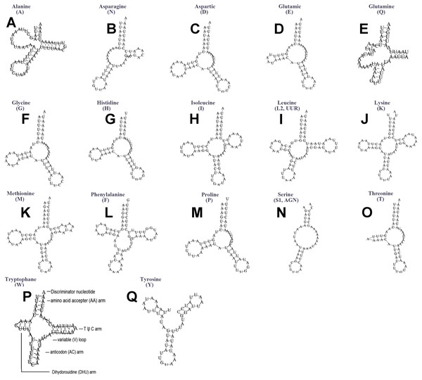 Secondary structures of tRNA genes in the mitogenome of Ceroplastes rubens.
