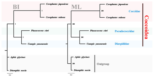 Phylogenetic relationships within Coccoidea inferred by Bayesian inference and maximum likelihood analysis.