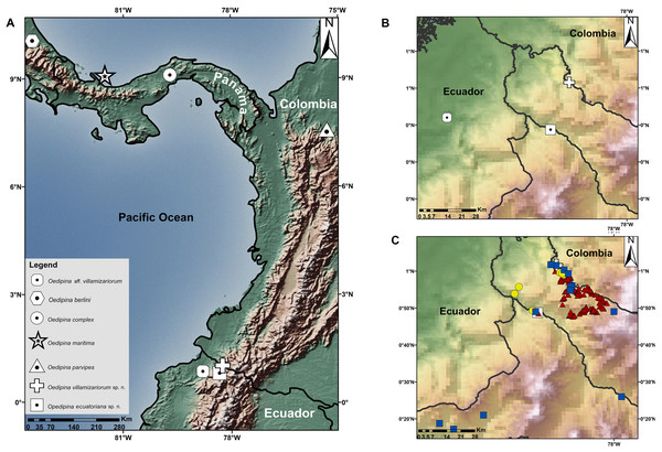 Maps showing the type localities of two new species of Oedipina and related species.