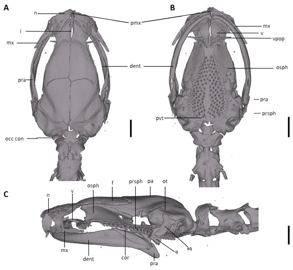 Skull of Oedipina aff. villamizariorum (FHGO 9642).