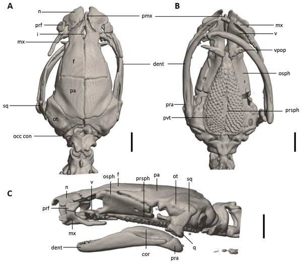 Skull of Oedipina ecuatoriana sp. n. (holotype, BMNH 1901.3.29.115).