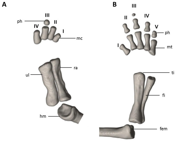 Osteology of the limbs of Oedipina ecuatoriana sp. n. (holotype, BMNH 1901.3.29.115, SL =45.6 mm).