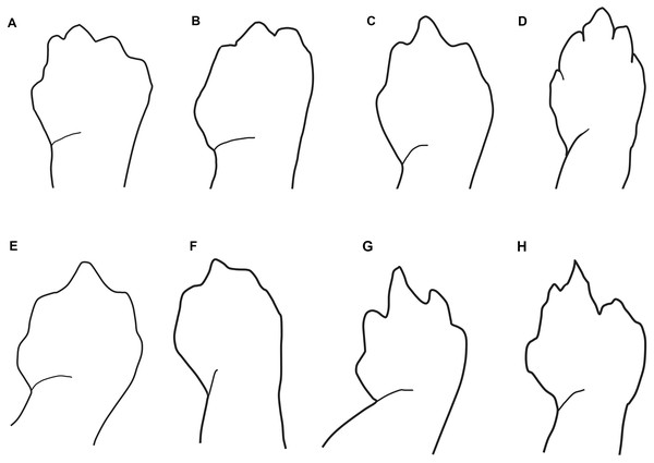 Outlines of the shape of the right foot for samples of eight species of Oedipina (Oedopinola).