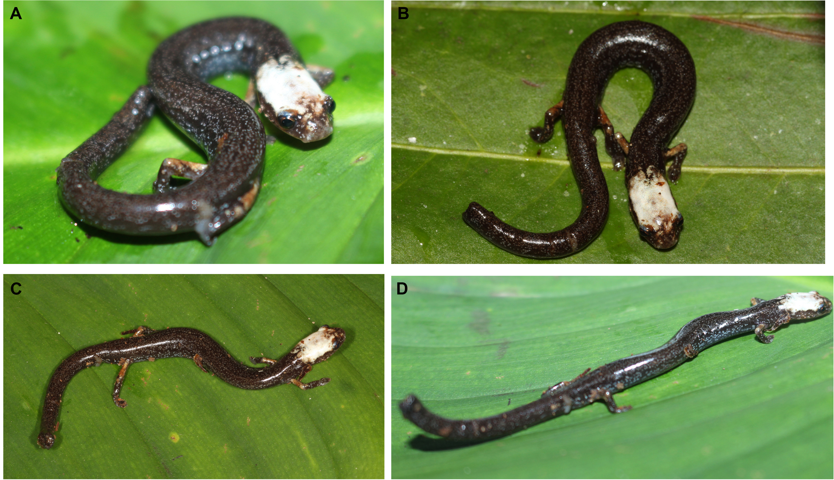 Two extremely rare new species of fossorial salamanders of the genus  Oedipina (Plethodontidae) from northwestern Ecuador [PeerJ]