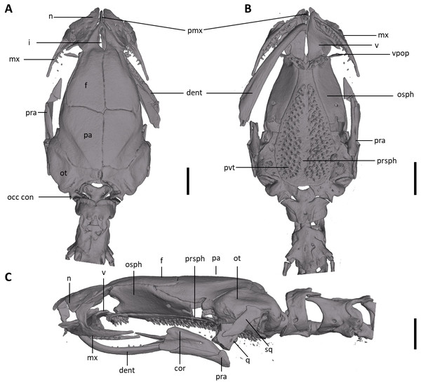 Skull of Oedipina villamizariorum sp. n. (holotype, DHMECN 14489).