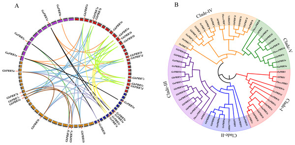 Phylogenetic and collinearity analysis of PRR proteins in cotton.