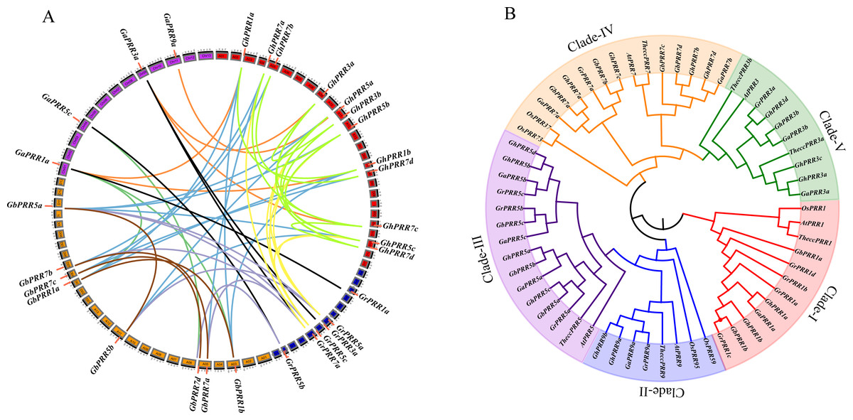 Genome-wide analysis of PRR gene family uncovers their roles in 