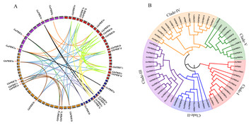 Genome-wide analysis of PRR gene family uncovers their roles in ...