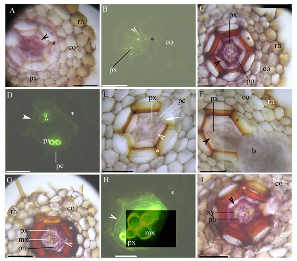 (A–I) A Photomicrographs of the adventitious roots of Adiantum reniforme var. sinense (70–130 mm long); scale bars = 50 μm.