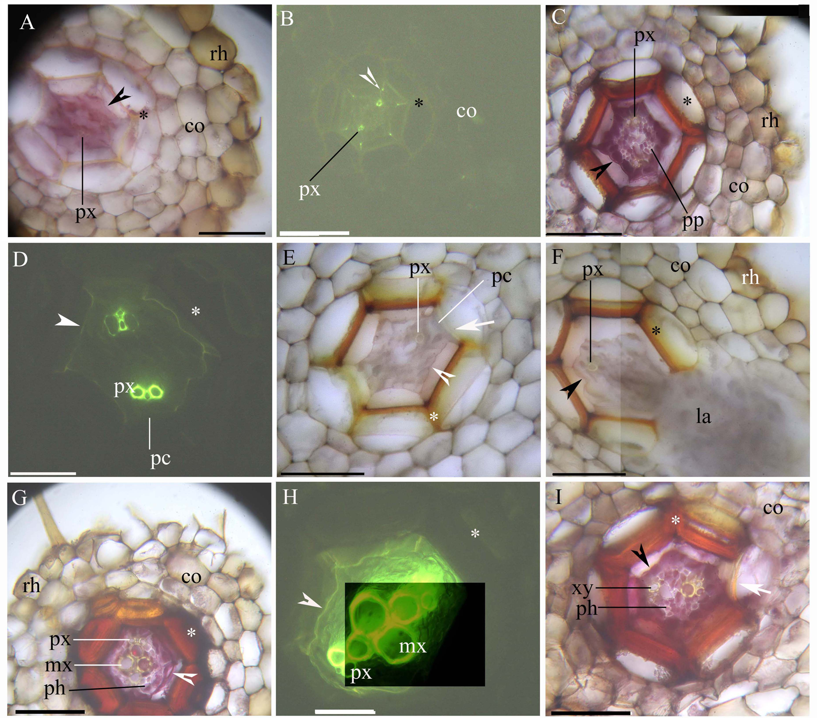PDF) Micro-morphological characters in Polypodiaceae and its taxonomic  significance
