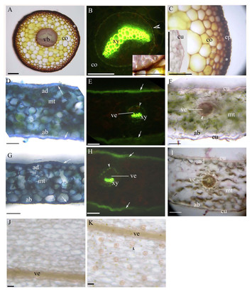 Morphological and anatomical adaptations to dry, shady environments in ...