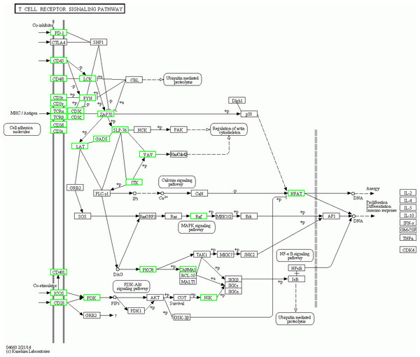 Pathway map of TCR siganalling pathway in KEGG.