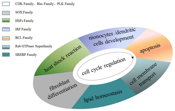 Family MRGs associated with cellular level regulation.